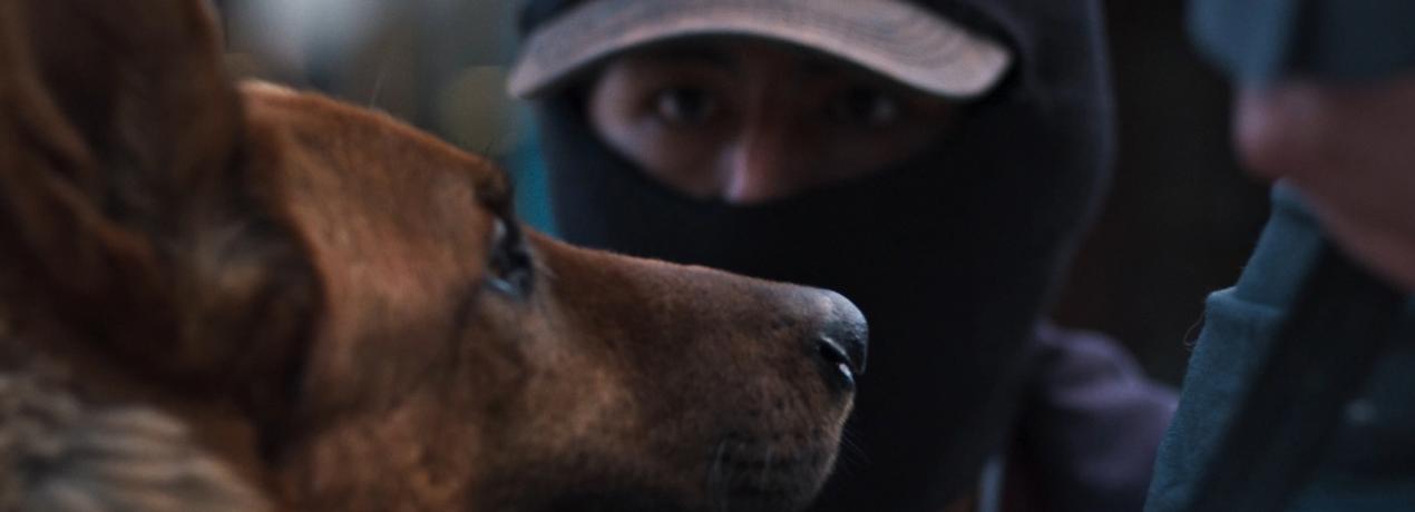 El ladrón de perros